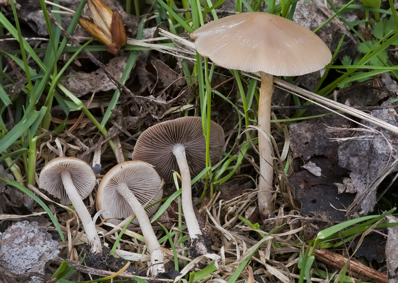 Psathyrella spadiceogrisea f. vernalis